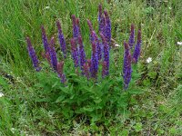 Salvia nemorosa 10, Bossalie, Saxifraga-Ed Stikvoort