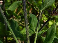 Salvia nemorosa 12, Bossalie, Saxifraga-Rutger Barendse
