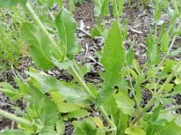 Salvia nemorosa 14, Bossalie, Saxifraga-Rutger Barendse