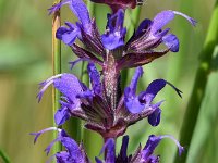 Salvia nemorosa 16, Bossalie, Saxifraga-Sonja Bouwman  885. Bossalie - Salvia nemorosa - Lamiaceae familie (zw) Leiden