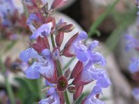 Salvia officinalis 2, Saxifraga-Jasenka Topic