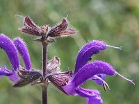 Salvia pratensis 16, Veldsalie, Saxifraga-Rutger Barendse