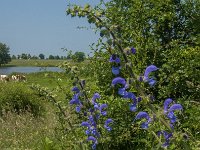 Salvia pratensis 21, Veldsalie, Saxifraga-Jan van der Straaten