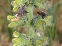 Salvia pratensis 33, Veldsalie, Saxifraga-Rutger Barendse