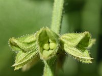 Salvia pratensis 63, Saxifraga-Sonja Bouwman  Veldsalie - Salvia pratensis - Lamiaceae familie