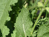 Salvia pratensis 64, Saxifraga-Sonja Bouwman  Veldsalie - Salvia pratensis - Lamiaceae familie