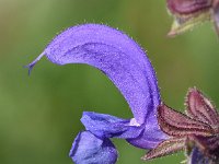 Salvia pratensis 65, Saxifraga-Sonja Bouwman  Veldsalie - Salvia pratensis - Lamiaceae familie; Haute Nendaz, Ramosch (Zw)