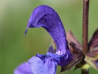 Salvia pratensis 66, Saxifraga-Sonja Bouwman  Veldsalie - Salvia pratensis - Lamiaceae familie