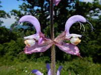 Salvia sclarea 10, Saxifraga-Ed Stikvoort