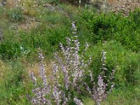 Salvia sclarea 5, Scharlei, Saxifraga-Ed Stikvoort