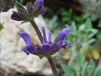 Salvia sclareoides 2, Saxifraga-Ed Stikvoort