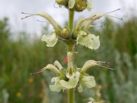 Salvia staminea 4, Saxifraga-Ed Stikvoort