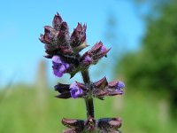 Salvia verbenaca 28, Kleinbloemige salie, Saxifraga-Ed Stikvoort