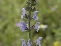 Salvia verbenaca 35, Kleinbloemige salie, Saxifraga-Willem van Kruijsbergen