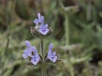 Salvia verbenaca 36, Kleinbloemige salie, Saxifraga-Willem van Kruijsbergen