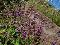 Salvia verticillata 20, Kranssalie, Saxifraga-Ed Stikvoort