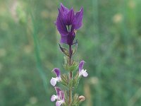 Salvia viridis 2, Saxifraga-Eugen Schaub