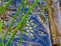 Salvina natans 4, Kleine vlotvarenSaxifraga-Hans Grotenhuis