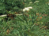 Sambucus ebulus 15, Kruidvlier, Saxifraga-Jan van der Straaten