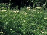 Sambucus ebulus 16, Kruidvlier, Saxifraga-Jan van der Straaten