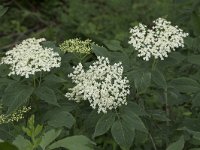 Sambucus nigra 49, Gewone vlier, Saxifraga-Willem van Kruijsbergen