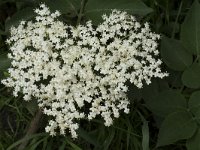 Sambucus nigra 51, Gewone vlier, Saxifraga-Willem van Kruijsbergen