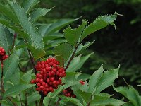 Sambucus racemosa 38, Trosvlier, Saxifraga-Harry Jans