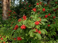 Sambucus racemosa 43, Trosvlier, Saxifraga-Ed Stikvoort