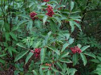 Sambucus racemosa 44, Trosvlier, Saxifraga-Ed Stikvoort