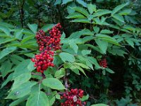 Sambucus racemosa 46, Trosvlier, Saxifraga-Ed Stikvoort