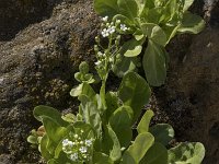 Samolus valerandi 18, Waterpunge, Saxifraga-Willem van Kruijsbergen