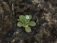 Samolus valerandi 19, Waterpunge, Saxifraga-Willem van Kruijsbergen