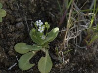 Samolus valerandi 20, Saxifraga-Willem van Kruijsbergen