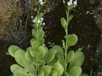 Samolus valerandi 21, Waterpunge, Saxifraga-Willem van Kruijsbergen