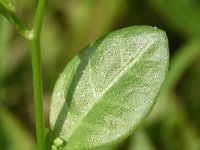 Samolus valerandi 23, Waterpunge, Saxifraga-Sonja Bouwman