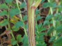 Sanguisorba minor ssp minor 22, Kleine pimpernel, Saxifraga-Ed Stikvoort