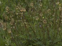 Sanguisorba minor ssp minor 6, Kleine pimpernel, Saxifraga-Willem van Kruijsbergen