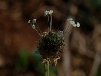 Sanguisorba minor 1, Kleine pimpernel, Saxifraga-Willem van Kruijsbergen