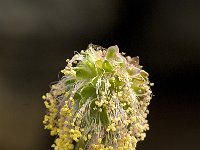 Sanguisorba minor 10, Kleine pimpernel, Saxifraga-Jan van der Straaten