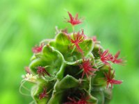 Sanguisorba minor 12, Kleine pimpernel, Saxifraga-Bart Vastenhouw