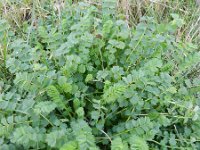 Sanguisorba minor 17, Kleine pimpernel, Saxifraga-Rutger Barendse