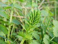 Sanguisorba minor 18, Kleine pimpernel, Saxifraga-Rutger Barendse