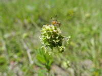 Sanguisorba minor 19, Kleine pimpernel, Saxifraga-Rutger Barendse