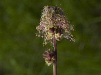 Sanguisorba minor 2, Kleine pimpernel, Saxifraga-Jan van der Straaten