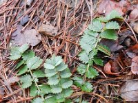 Sanguisorba minor 20, Kleine pimpernel, Saxifraga-Rutger Barendse