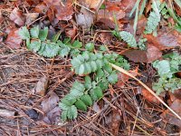 Sanguisorba minor 21, Kleine pimpernel, Saxifraga-Rutger Barendse