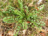 Sanguisorba minor 25, Kleine pimpernel, Saxifraga-Rutger Barendse