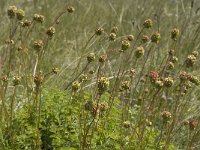 Sanguisorba minor 9, Kleine pimpernel, Saxifraga-Jan van der Straaten