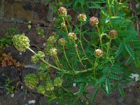 Sanguisorba minor ssp balearica 13, Moespimpernel, Saxifraga-Ed Stikvoort