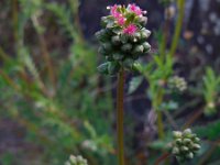 Sanguisorba minor ssp balearica 14, Moespimpernel, Saxifraga-Ed Stikvoort